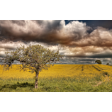 Feld