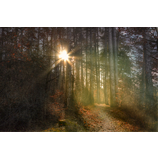Zauberwald