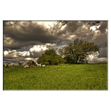 Wiese