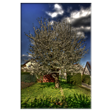 Apple Tree
