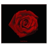 Red Rose