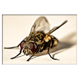 Fliege