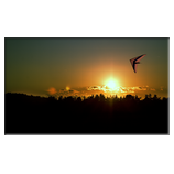 Fly