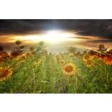Sonnenblumen