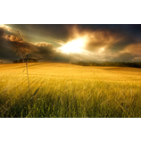 Sonnenlicht 2